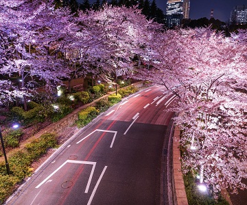 NB12. (6N5Đ) Ngắm hoa anh đào Kyoto | Osaka | Tokyo | Miura Kaigan
